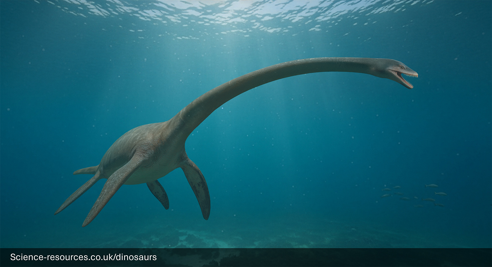 Elasmosaurus-Long-Necked-Plesiosaur-Marine-Reptile A photorealistic computer-generated image of the long-necked marine reptile, Elasmosaurus, swimming in deep blue ocean water. The creature has a sleek, dark-gray body, four large paddle-like flippers, and an exceptionally long, thin neck leading to a small head with its mouth slightly open, showing tiny teeth. The light is dim, suggesting it is a distance from the surface.