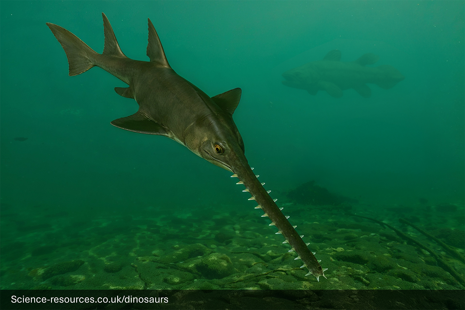 Onchopristis-Giant-Prehistoric-Sawfish-Cretaceous A photorealistic computer-generated image of the extinct giant sawfish, Onchopristis, swimming in murky, greenish water over a shallow seabed. The dark-brown fish has a flattened body, large fins, and its distinctive, extremely long snout (rostrum) is lined with massive, backward-pointing teeth. A dark, indistinct silhouette of a very large fish, is visible in the background.