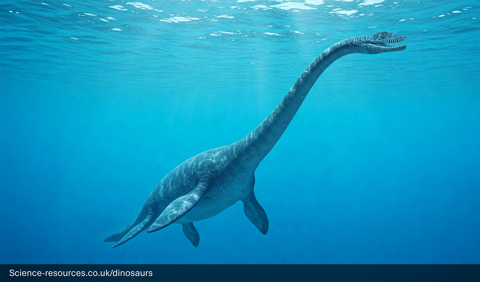 Plesiosaurus-Long-Necked-Plesiosaur-Marine-Reptile A photorealistic computer-generated image of the long-necked marine reptile, Plesiosaurus, swimming in deep blue ocean water. The creature has a sleek, dark-blue/grey body, four large paddle-like flippers, and a long, thin neck leading to a small head with its mouth slightly open, showing tiny teeth. The light is dim, suggesting it is a distance from the surface.
