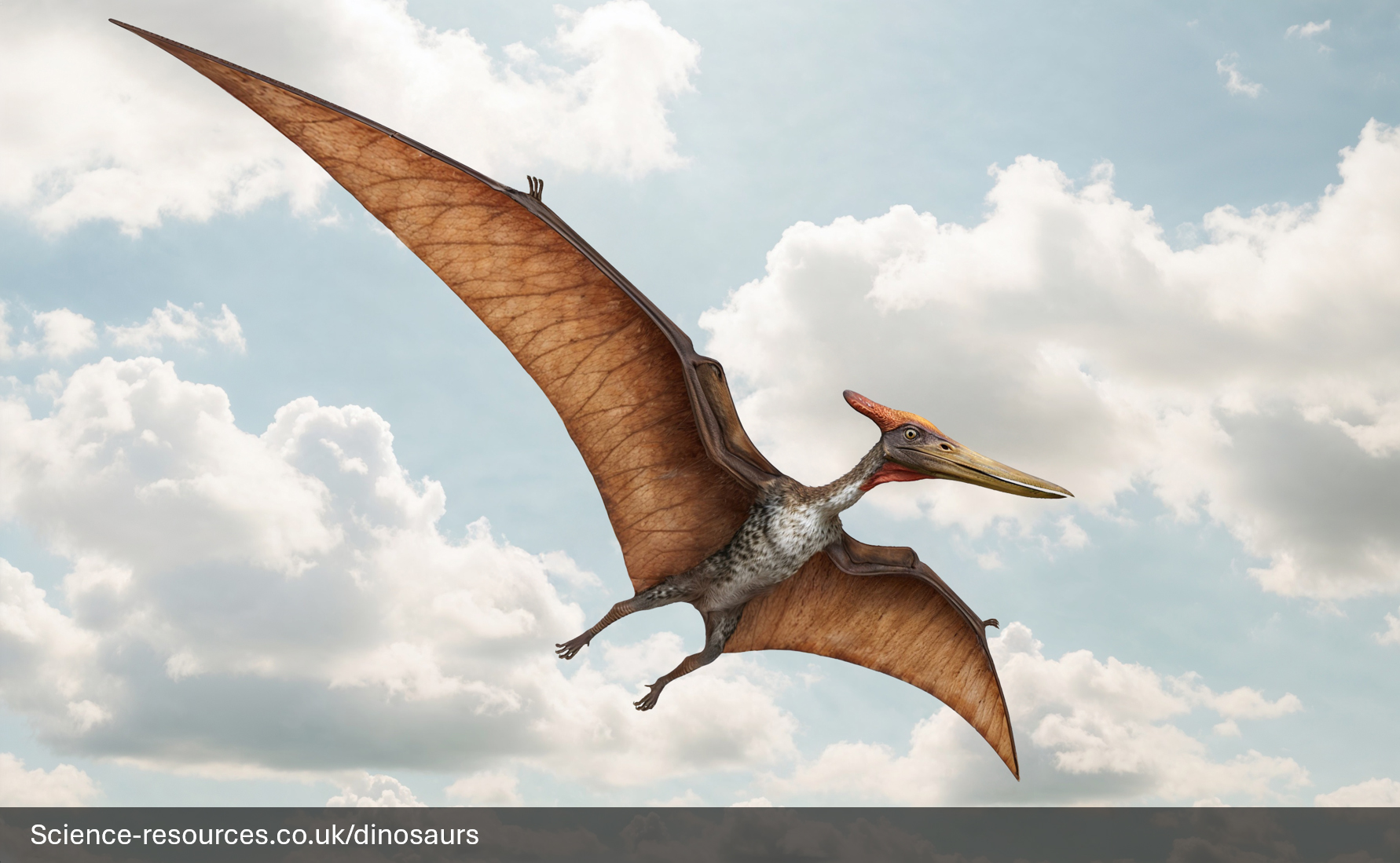 Pteranodon-Flying-Crested-Pterosaur A dynamic, photorealistic computer-generated image of a Pteranodon flying with its wings fully extended against a bright, slightly cloudy blue sky. The large pterosaur is depicted with brown, leathery wings, a dark, fuzzy body, and a long, toothless beak. Its most notable feature is the large, reddish-brown, backward-pointing cranial crest that balances its head.